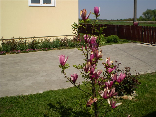 magnojila